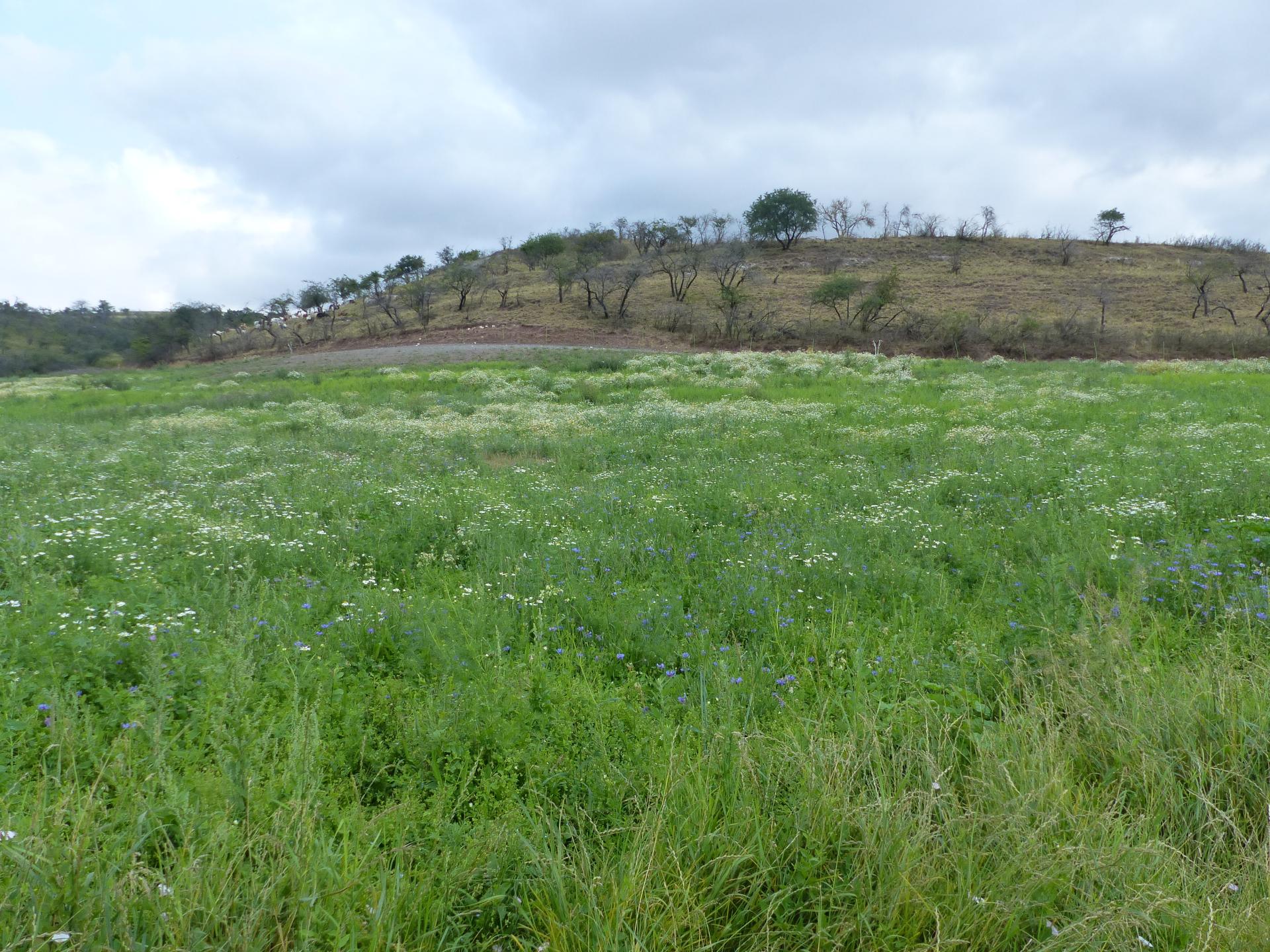 Mehrjährige Blühfläche im ersten Jahr , Hintergrund Steppenrasen FFH-Gebiet Nr. 30 bei Herrnschwende (2021)