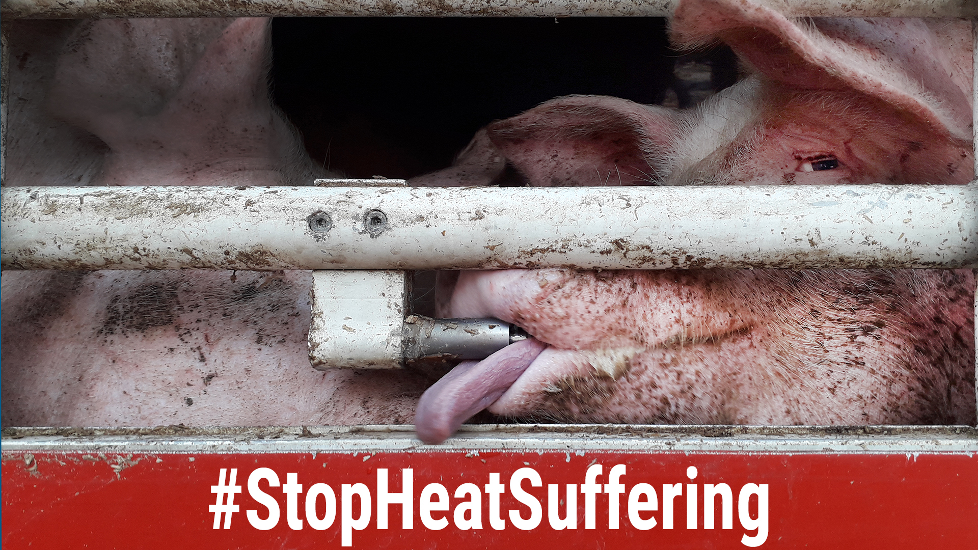 StopHeatSuffering