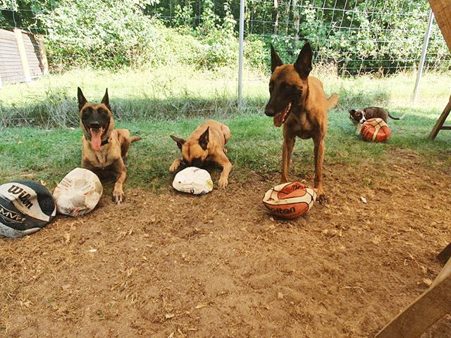 Hundespielplatz-Bälle