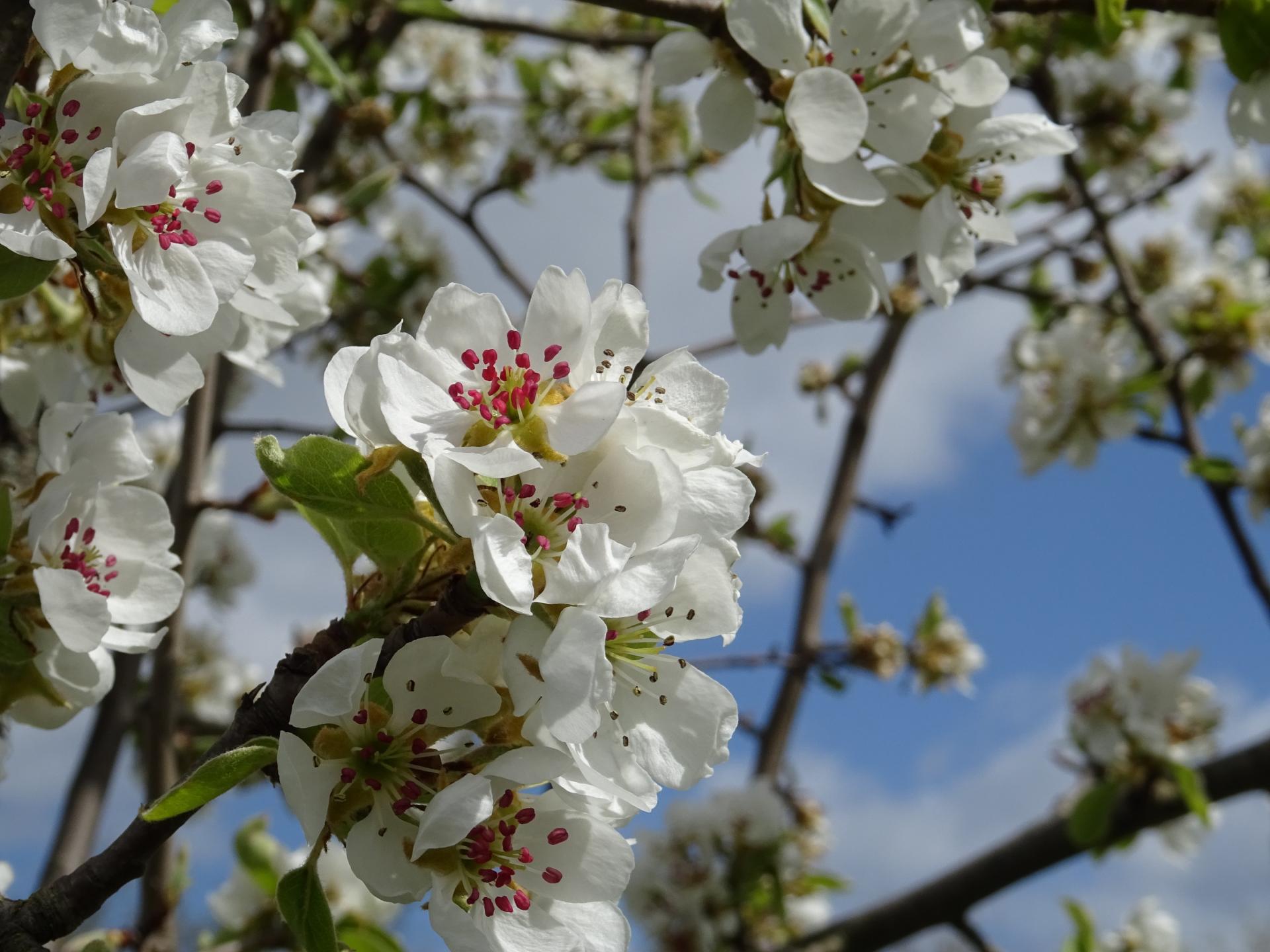 Kirschblüte