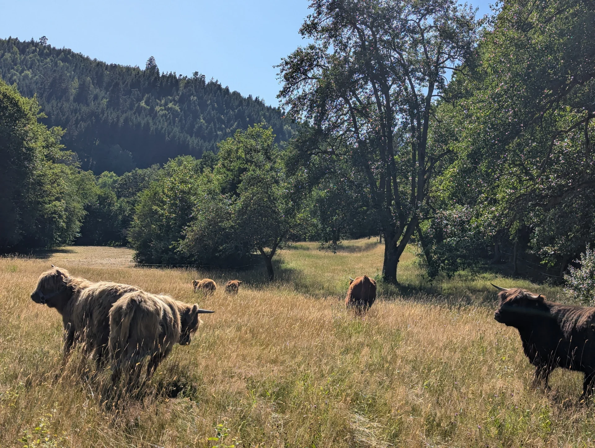 Auf neuer Weide in der Trockenheit