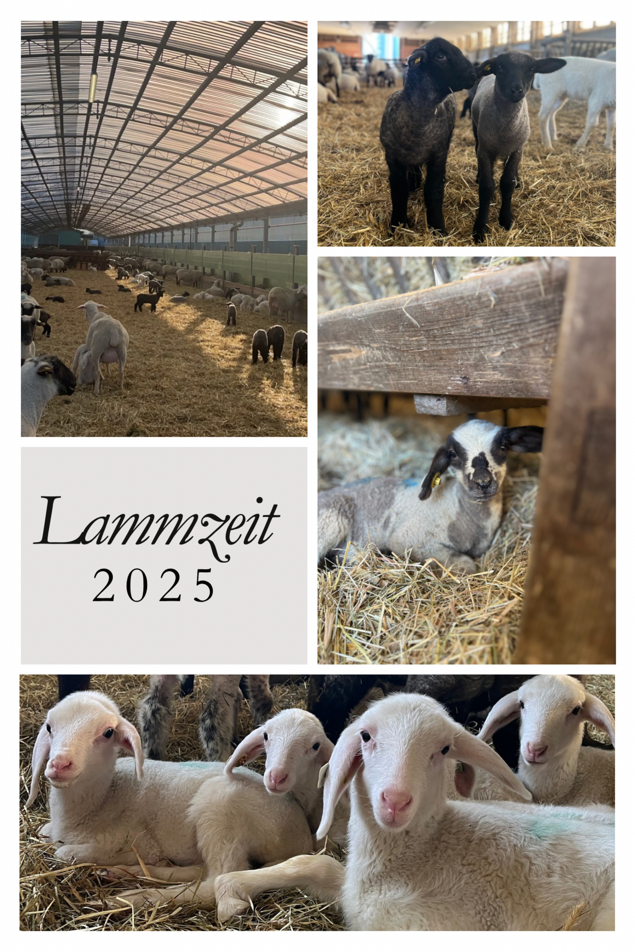 Lammzeit 2025