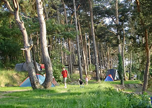 Wald