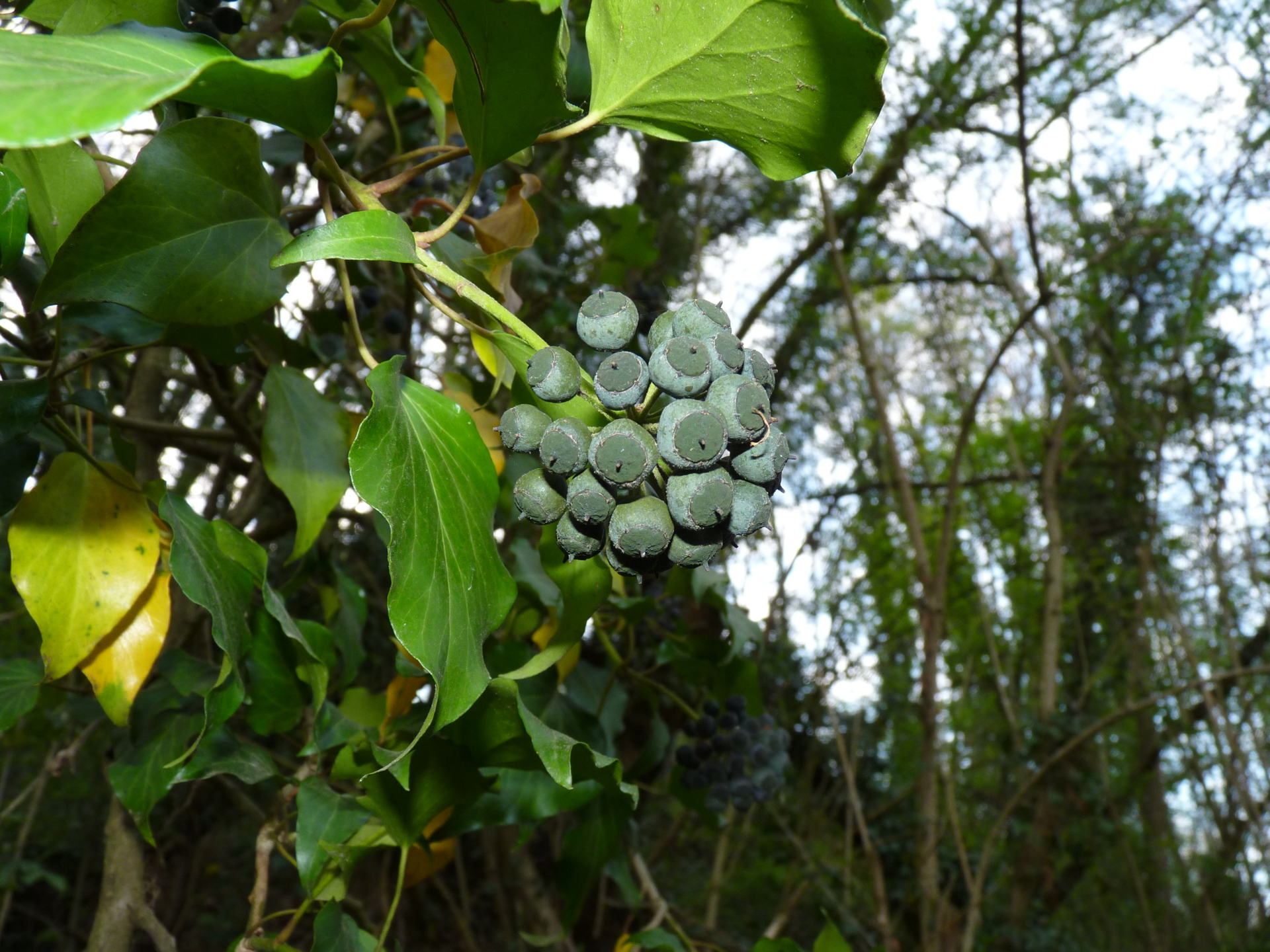 Pfl Hedera helix (Efeu) M015619 2011-04-08
