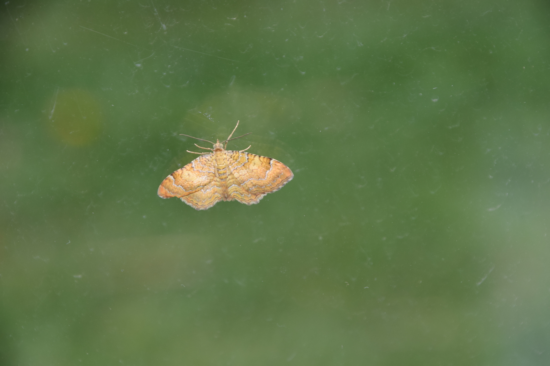 Camptogramma bilineata (Ockergelber Blattspanner) (Foto: Martine Heerd)