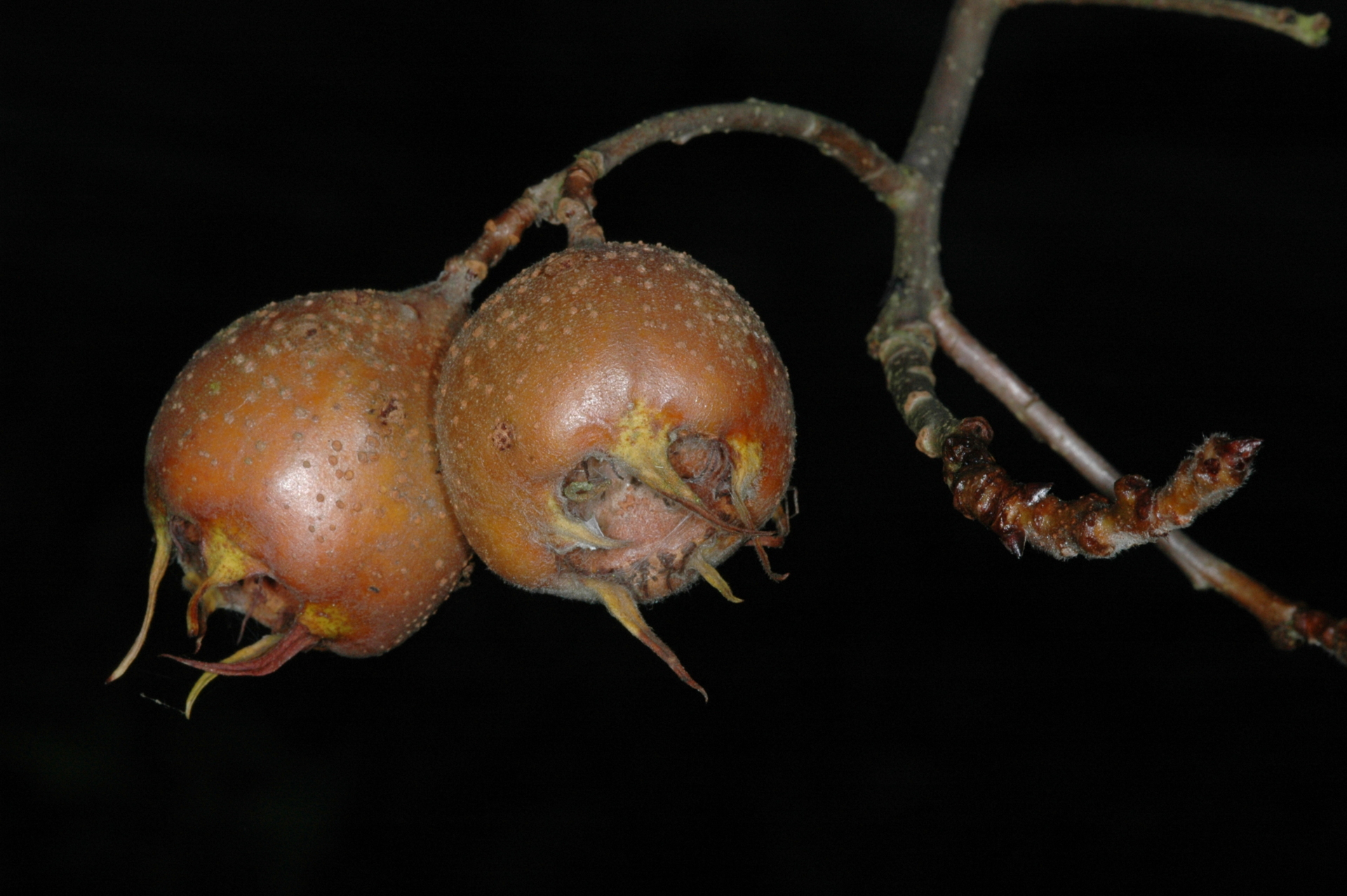 Mespilus germanica (Mispel) M003399 (Foto: Martin Heerd)