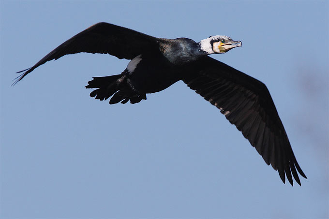 VdJ 2010 Kormoran (Foto: Frank Derer)