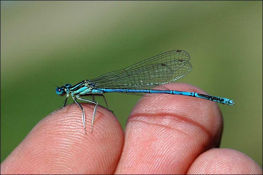 Platycnemis pennipes (Blaue Federlibelle)-Im M006949_b 2007-08-04