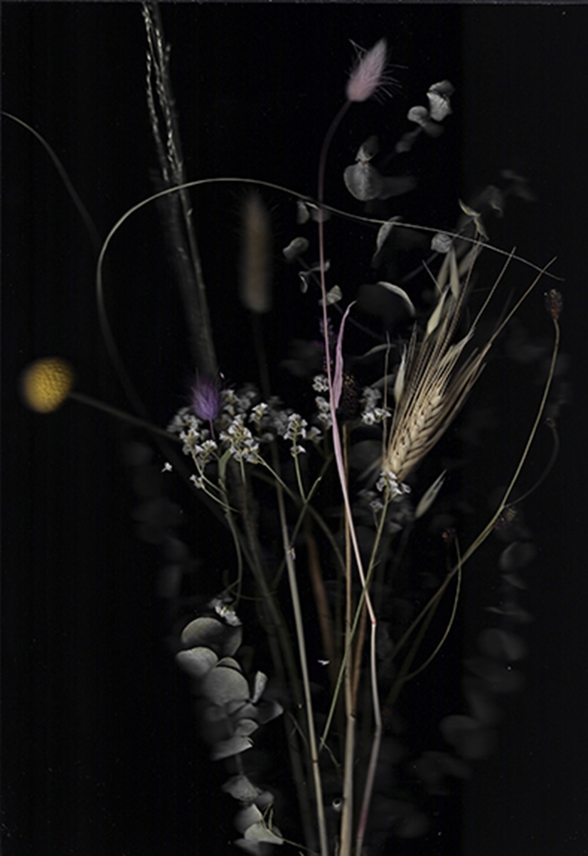 wiese II, Pigmentdruck, 2020, 21 x 30 cm