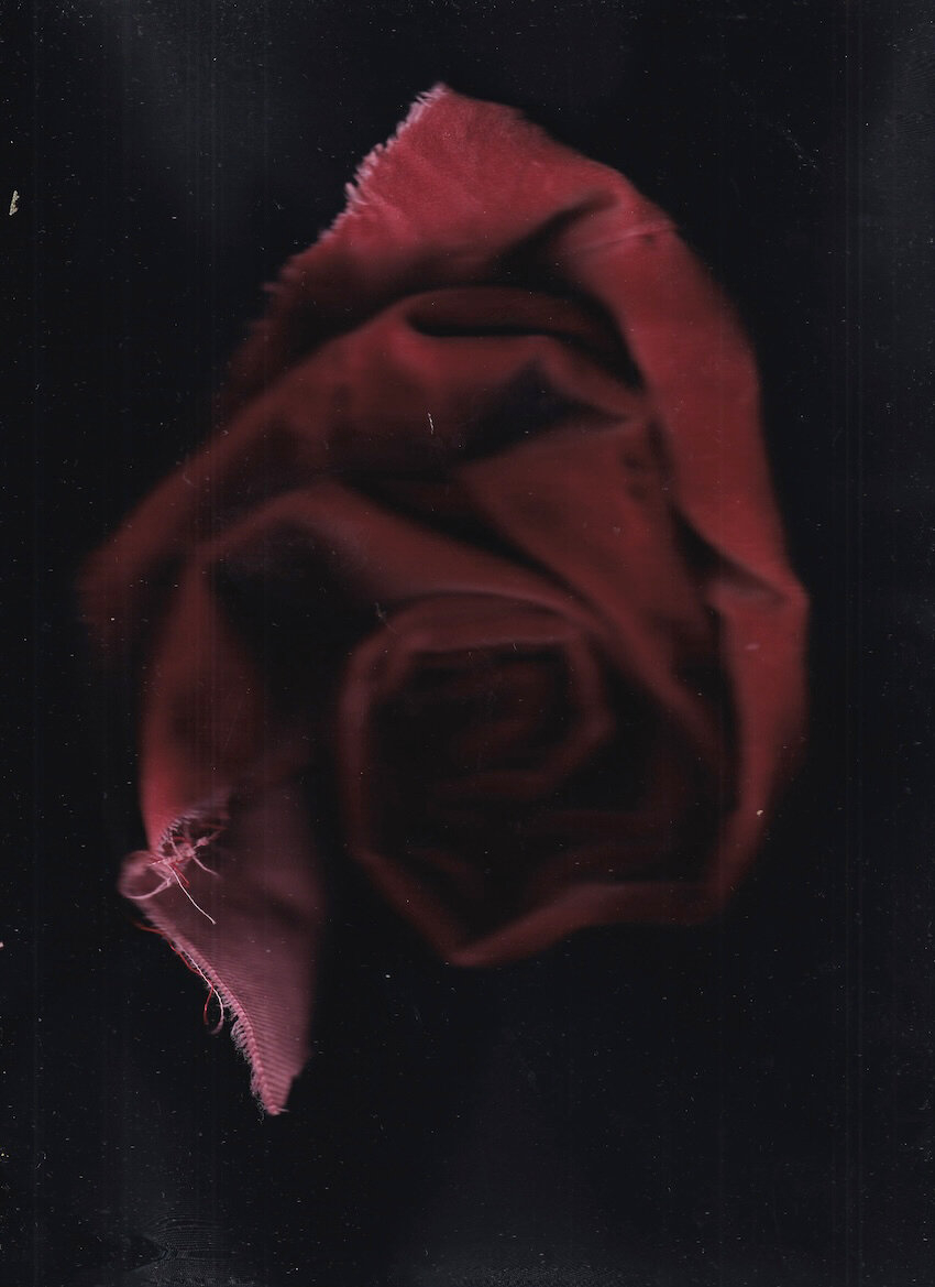 rose, Pigmentdruck, 2024, 21 x 30 cm