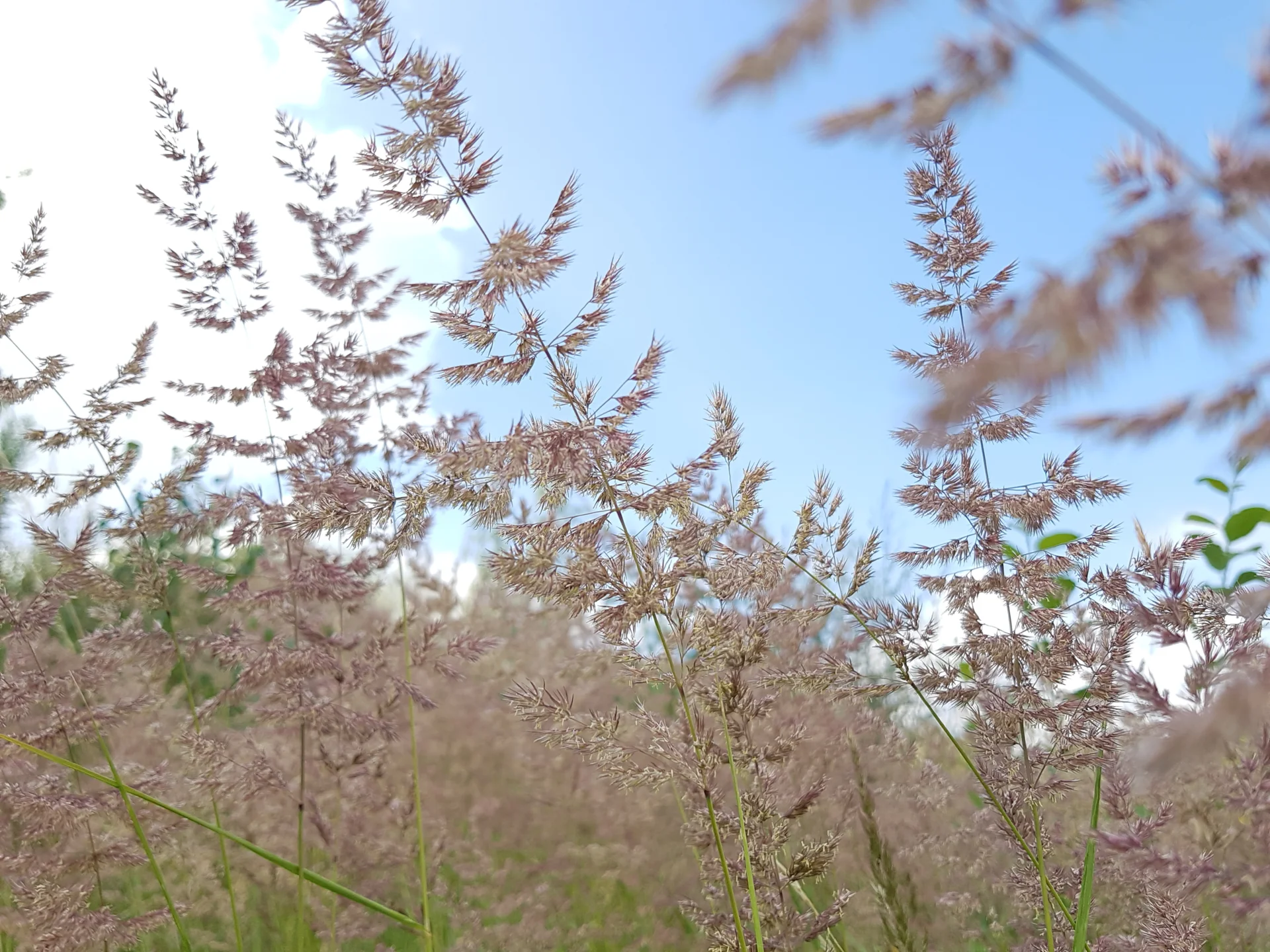 Foto Sommer