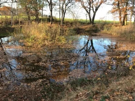 Teichsanierung Belgern-Schildau