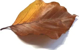 Herbstblatt