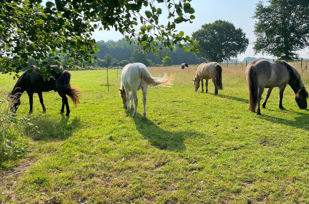 Reiten mit allen Sinnen Kasten-klein