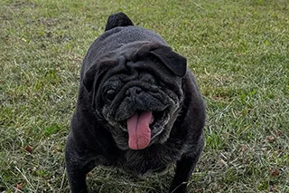 milly
