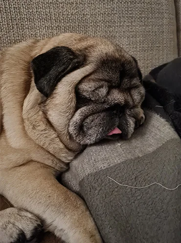 sammy