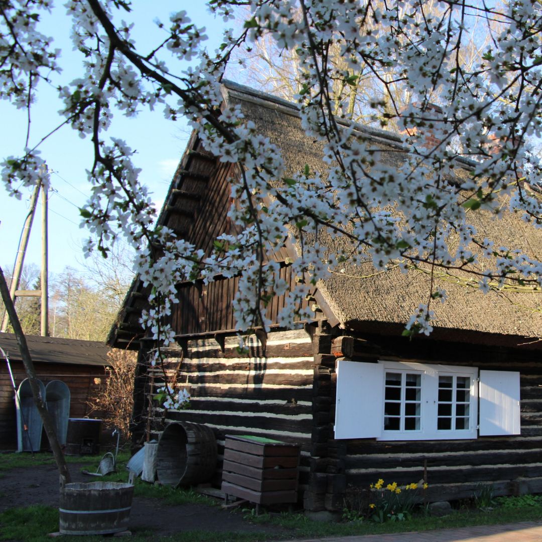 Spreewaldhaus in Lehde mit Baumblütenzweigen im Fordergrund