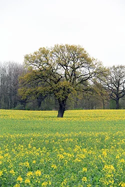 Baum auf der Wiese