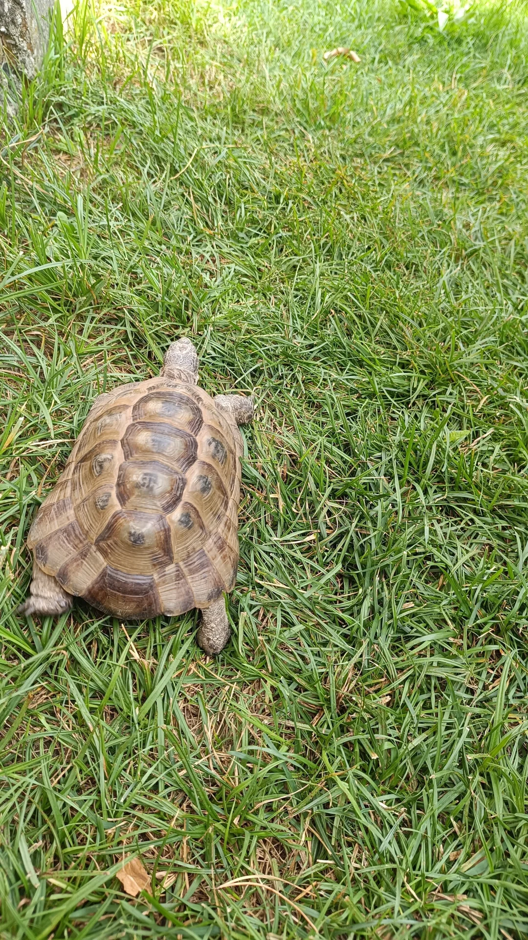Schildkröte