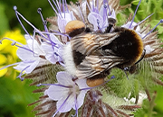 Biene auf weißer Blume