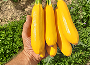 Gelbe Zucchini