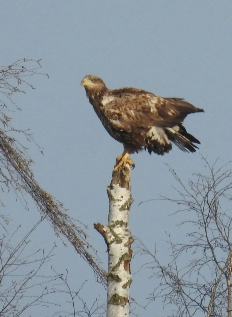Seeadler