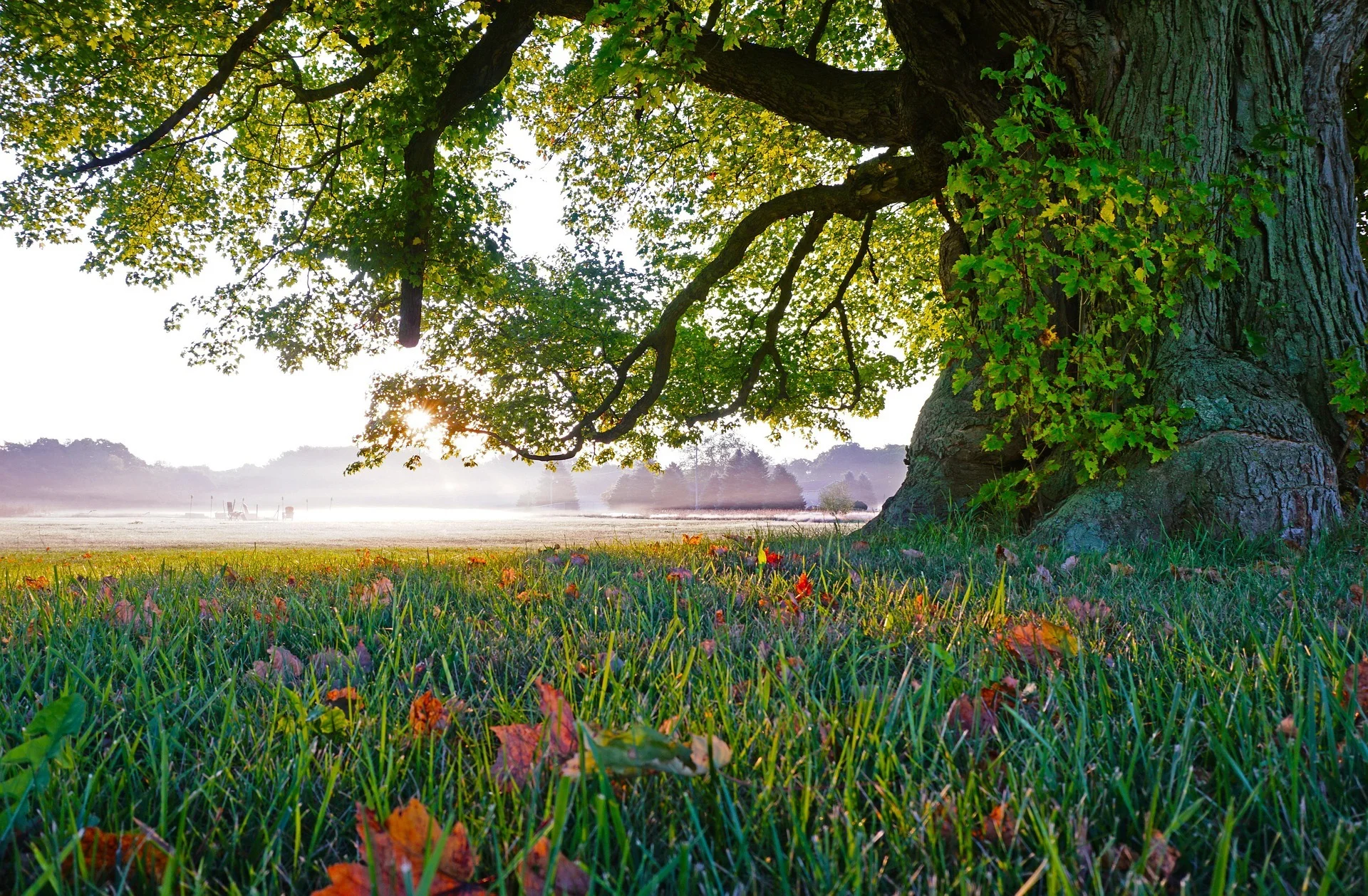 Baum, der Früchte trägt