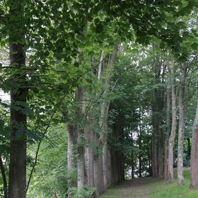 Bäume