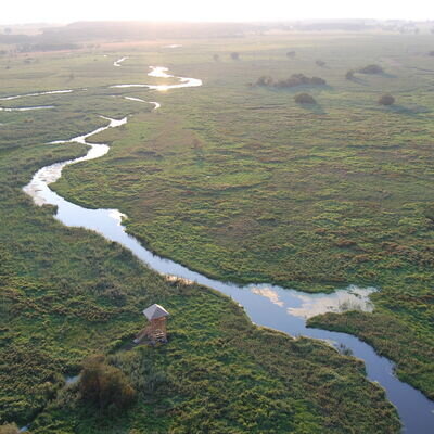Narew