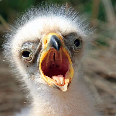 babyvögel