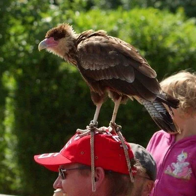 vogel
