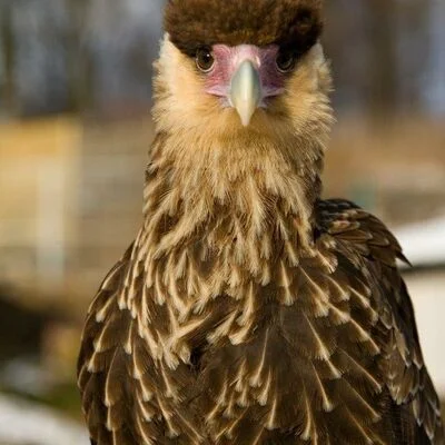 vogelbild