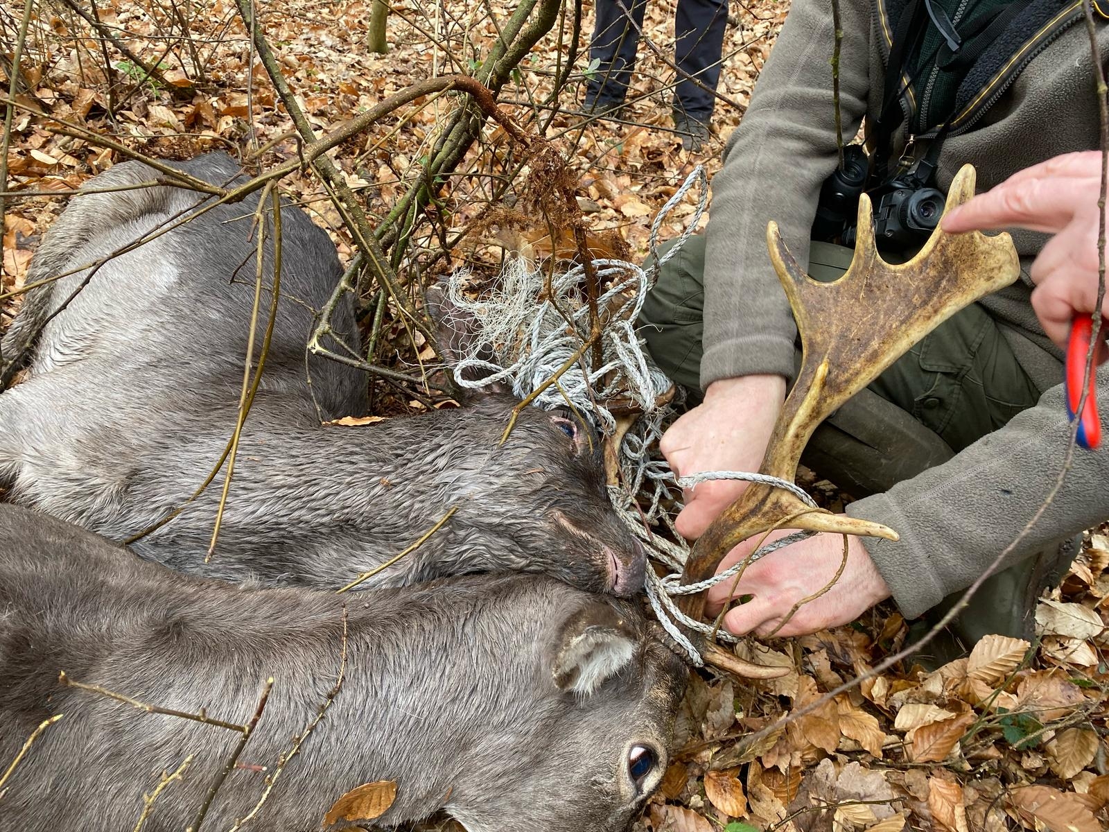 Damhirsch 1