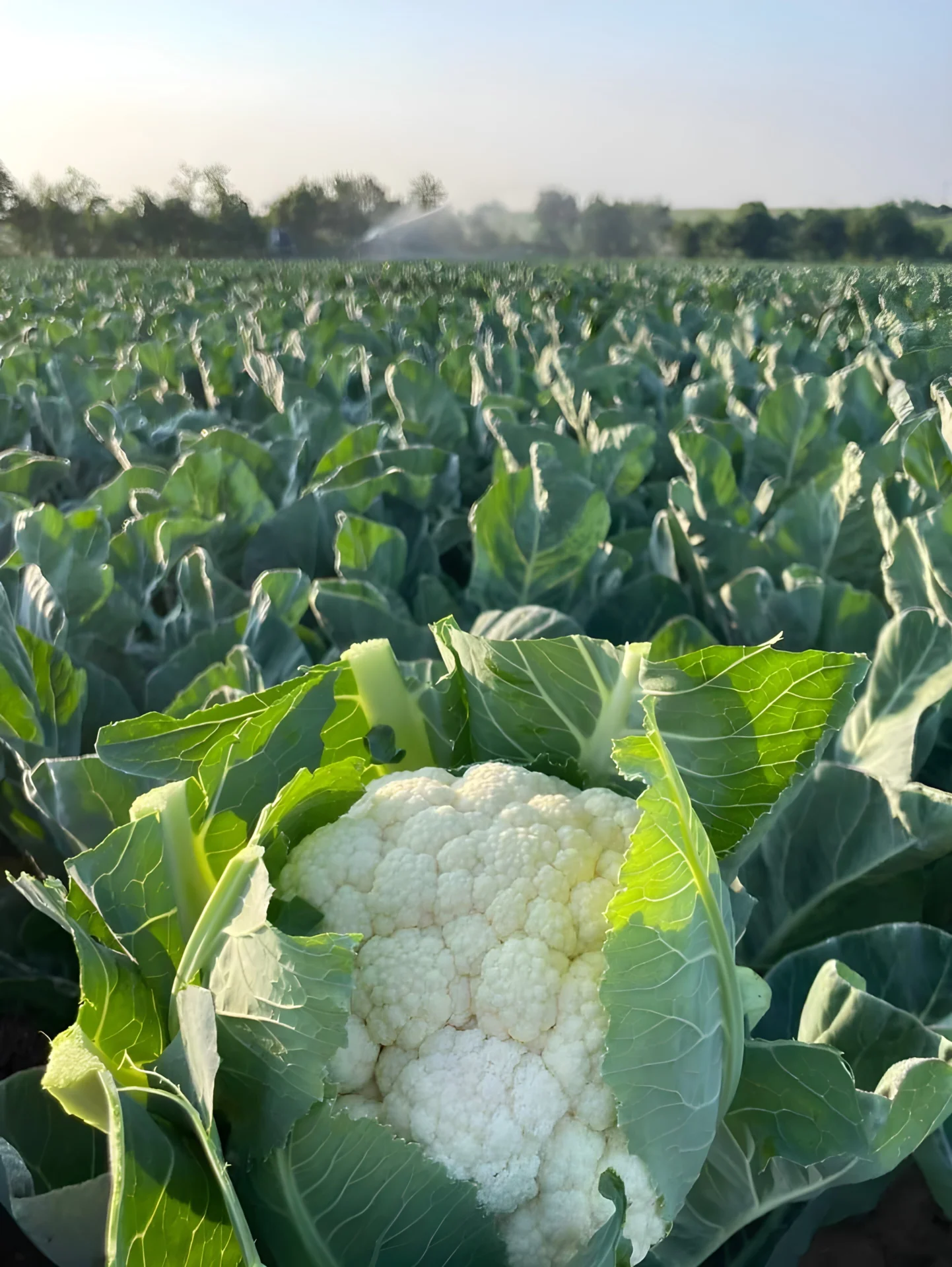 Blumenkohl