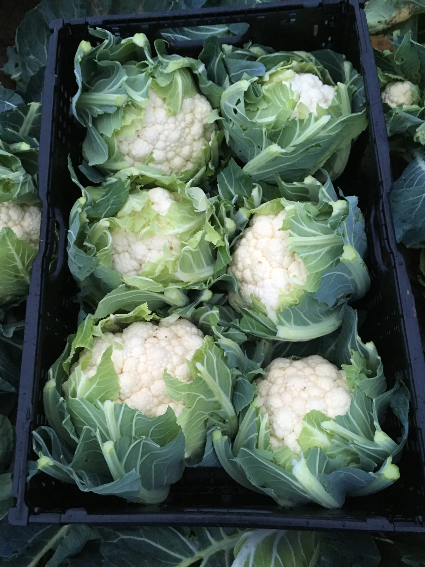 Blumenkohl