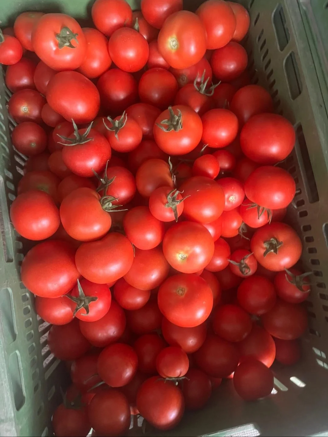 Tomaten
