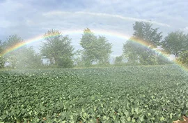 feld-mit-regenbogen