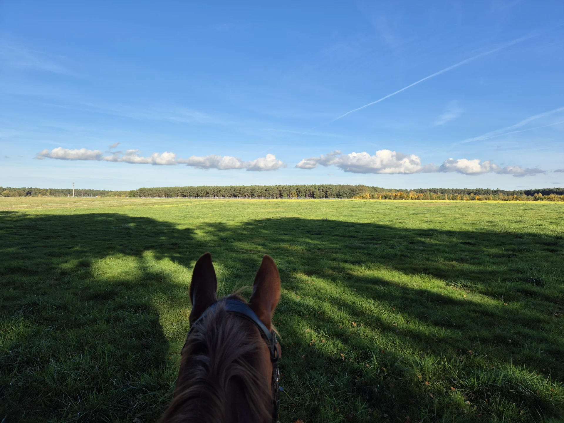 Blick durch Pferdeohren