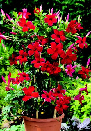 Blumen Hausner / Albertine Hausner - Die Pflanze Blumen Hausner / Albertine Hausner - Die Pflanze