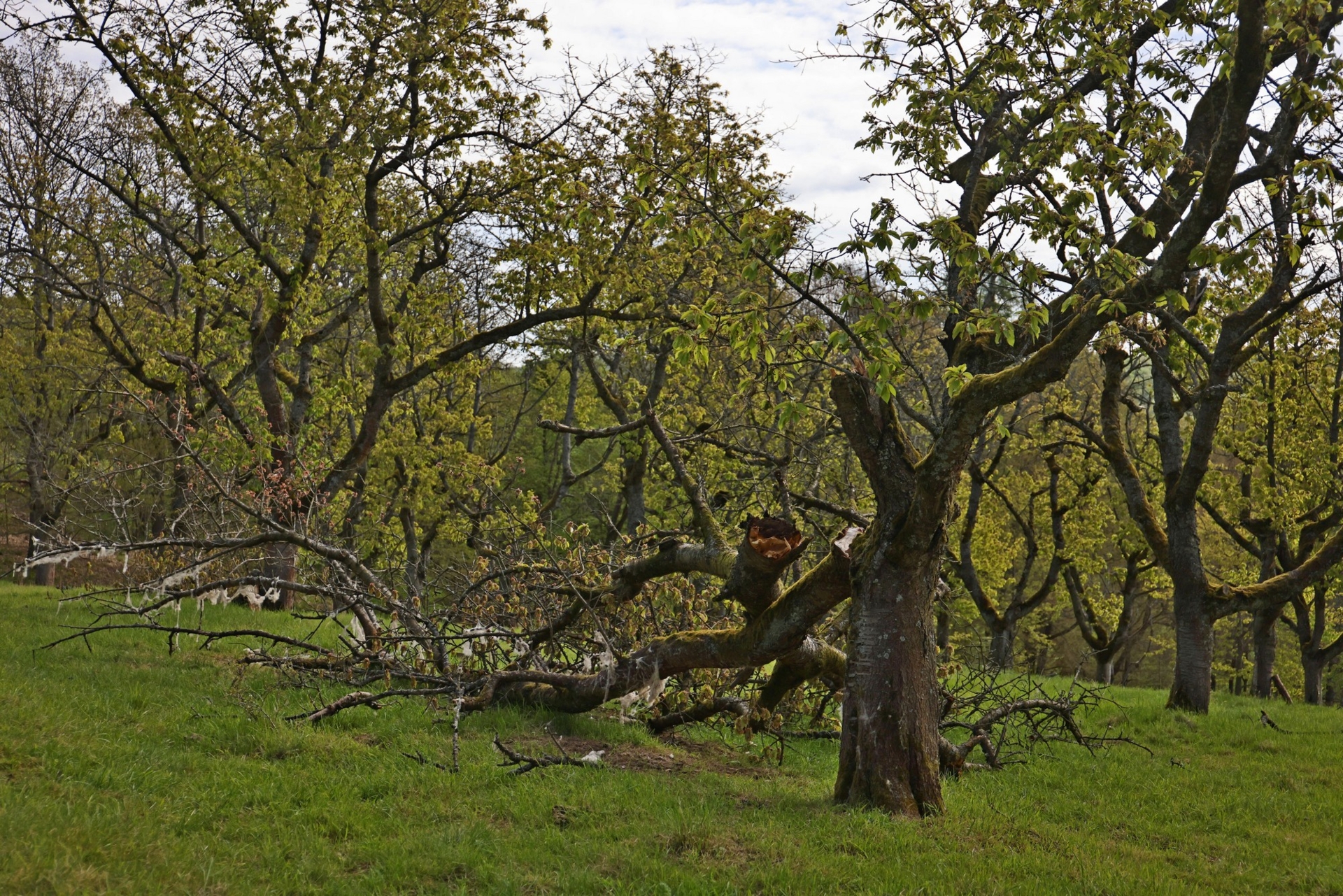 Sturmschaden