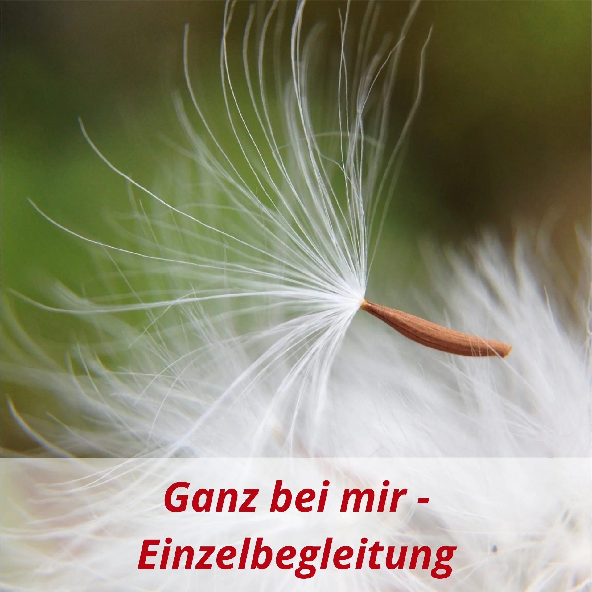 4 Kachel Einzelbegleitung