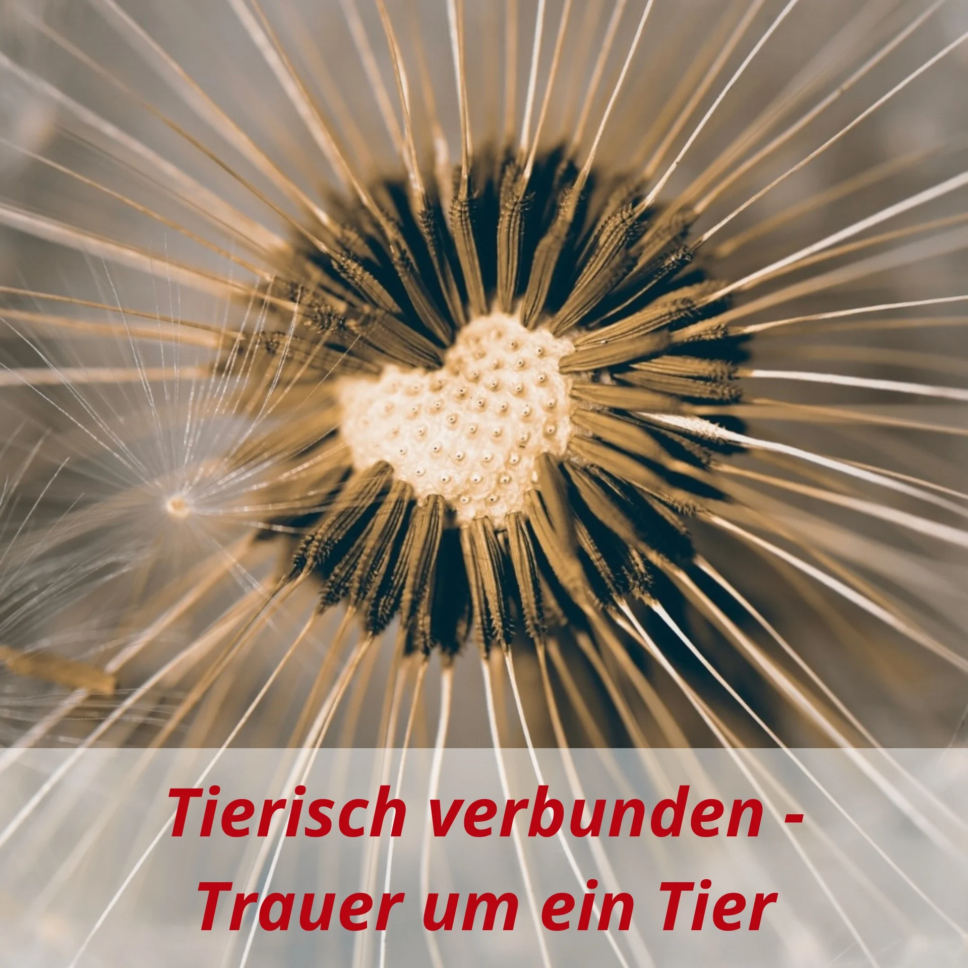 6 Kachel Trauer um ein Tier