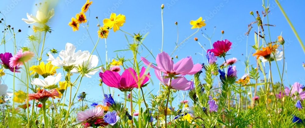 Blumenwiese