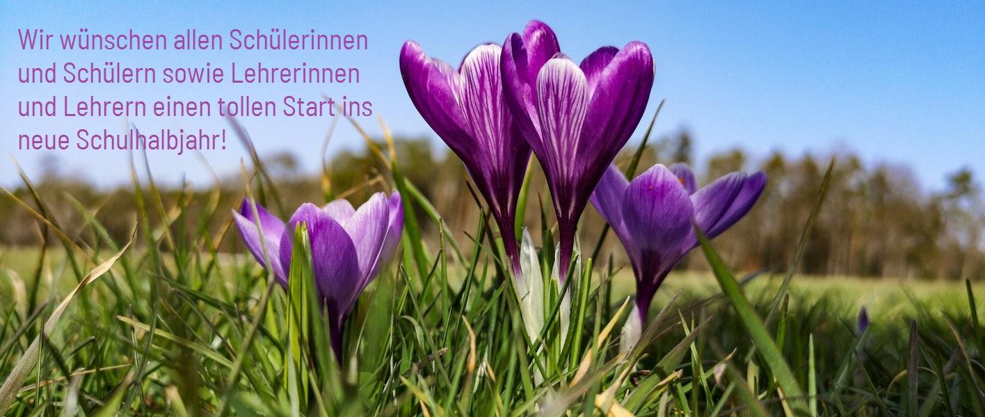 Krokusse