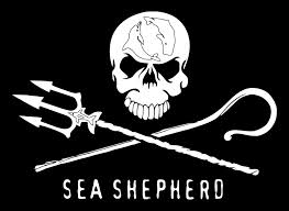 sea-shepherd
