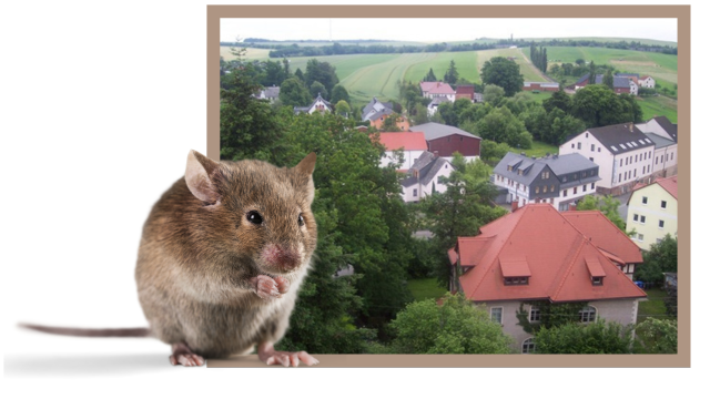 Herrenhausmaus und die Aussicht vom Kirchenturm