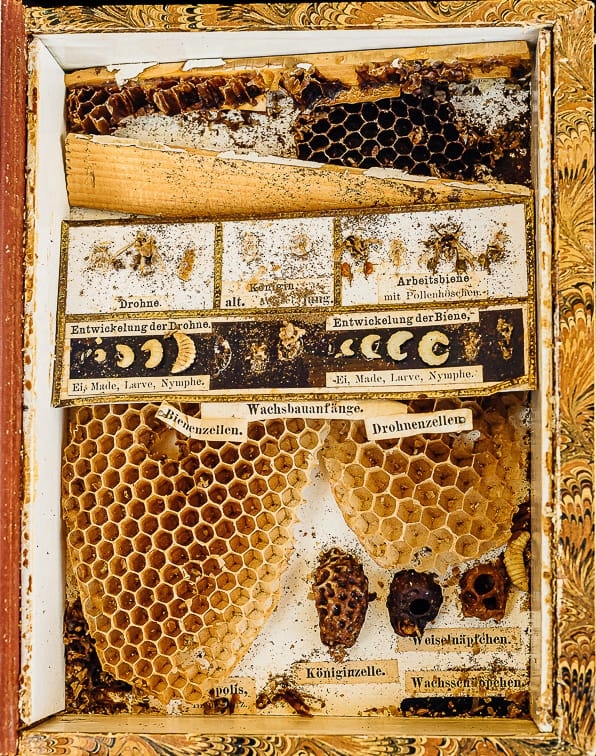 Leben der Bienen vorher