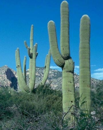 Carnegia gigantea