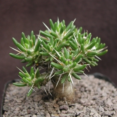 Maihuenia poepigii