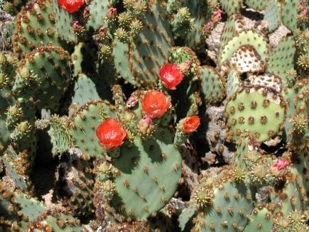 Opuntia aciculata